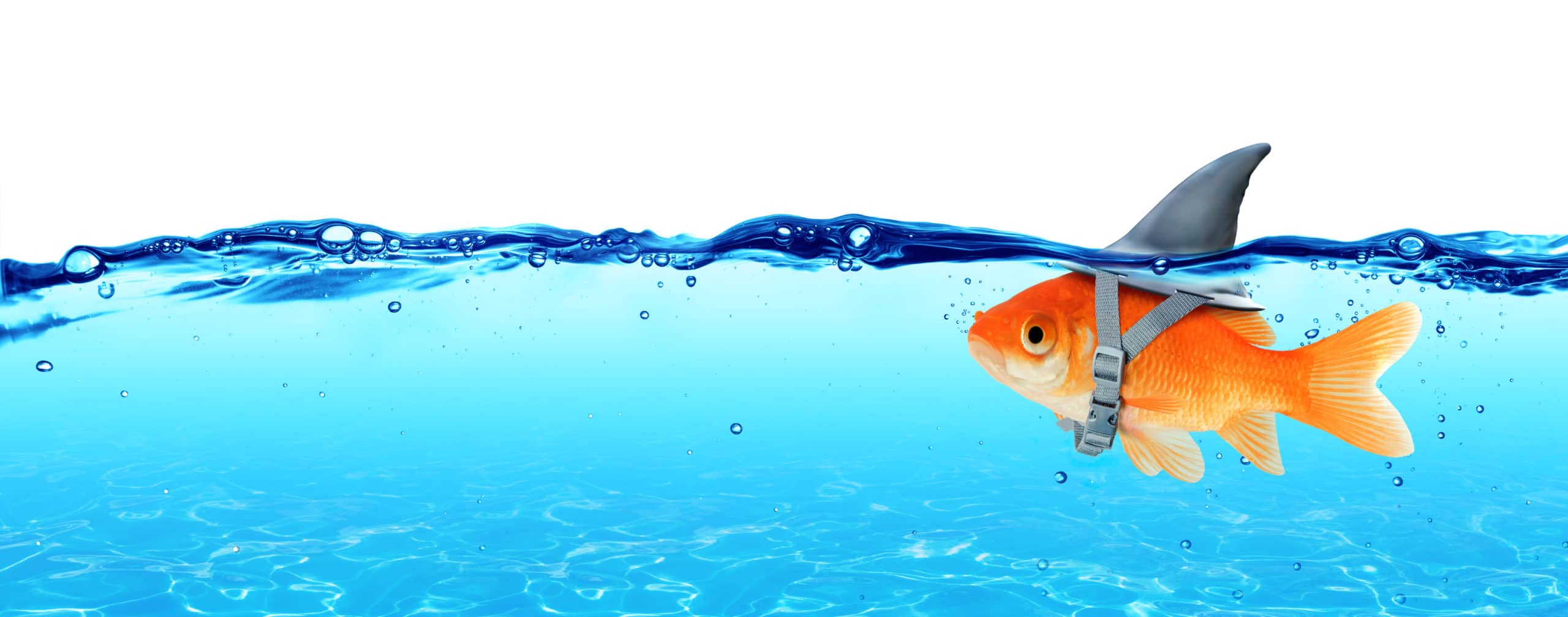 Entrepreneurs: Are you a Shark when it comes to Business?